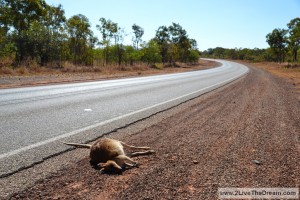 Lots of roadkill on Australias roads - kangaroos....