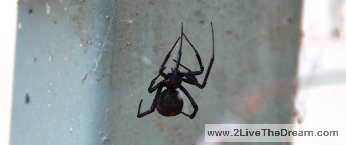 Scary - a red back spider under the picnic table....